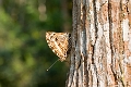 NYMPHALIDAE, Smyrna b. blomfildia